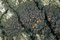 Leptogium chloromelum image