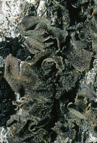 Leptogium pseudofurfuraceum image