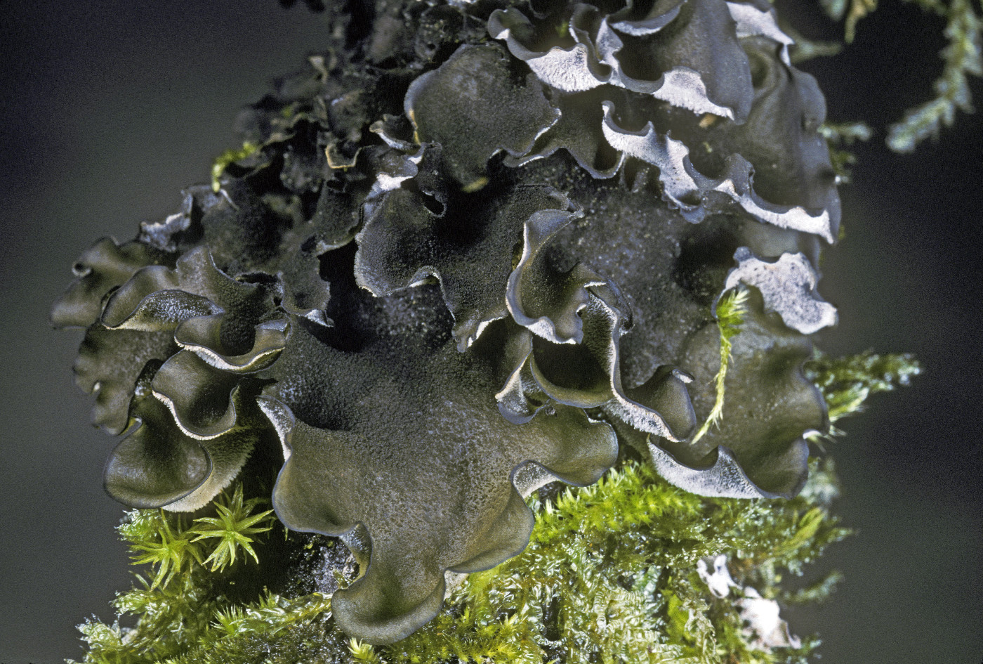 Leptogium saturninum image