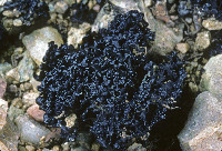 Lichinella nigritella image