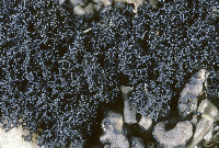 Lichinella robustoides image