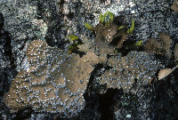 Lobaria anomala image