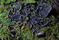 Lobaria anomala image