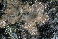 Lobaria anomala image