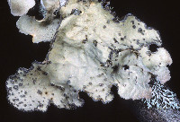 Lobarina scrobiculata image