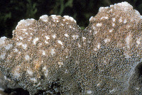 Lobarina scrobiculata image