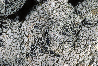 Lobothallia praeradiosa image