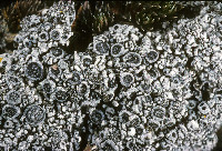 Megaspora verrucosa image
