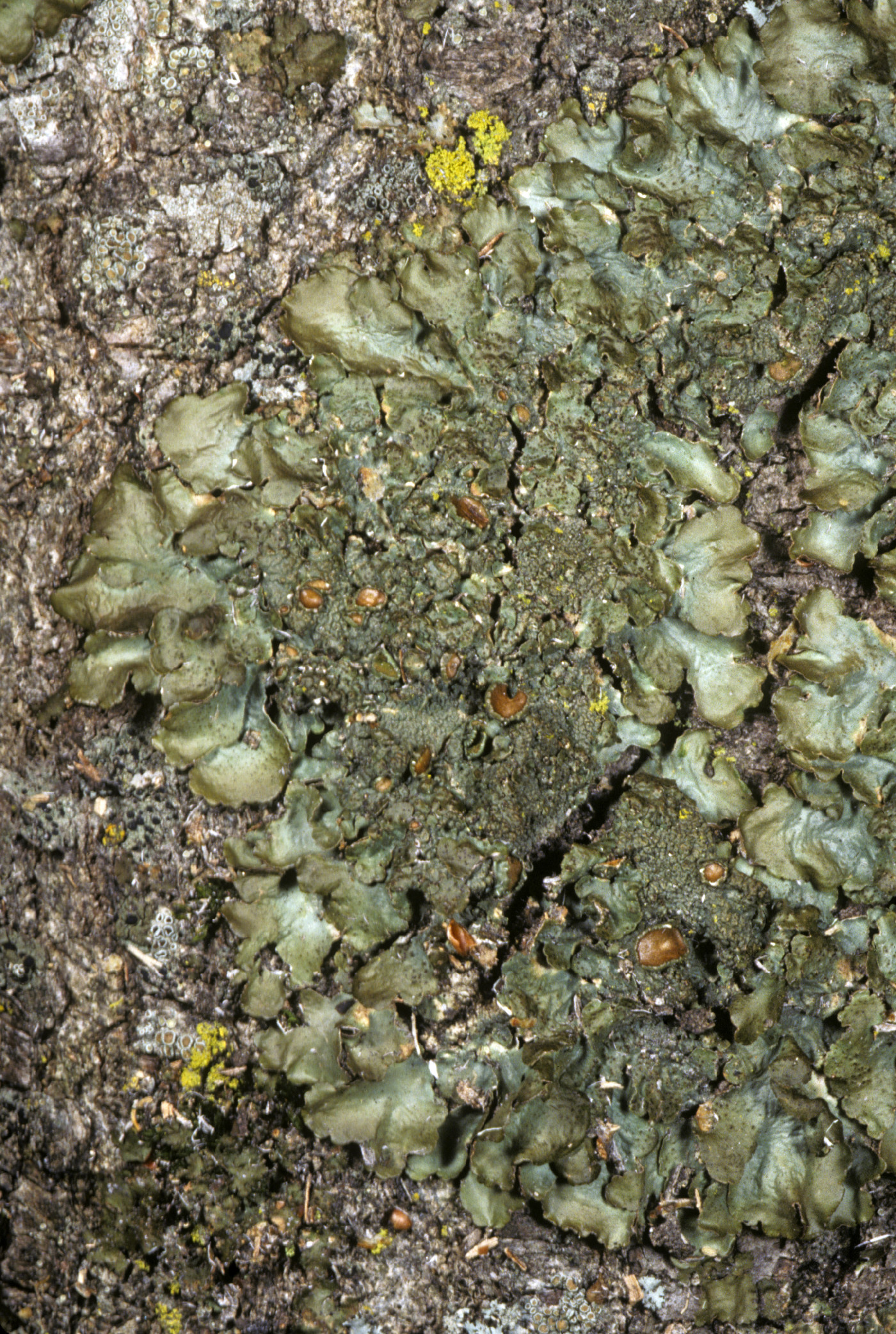 Melanelixia californica image