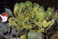 Nephroma arcticum image