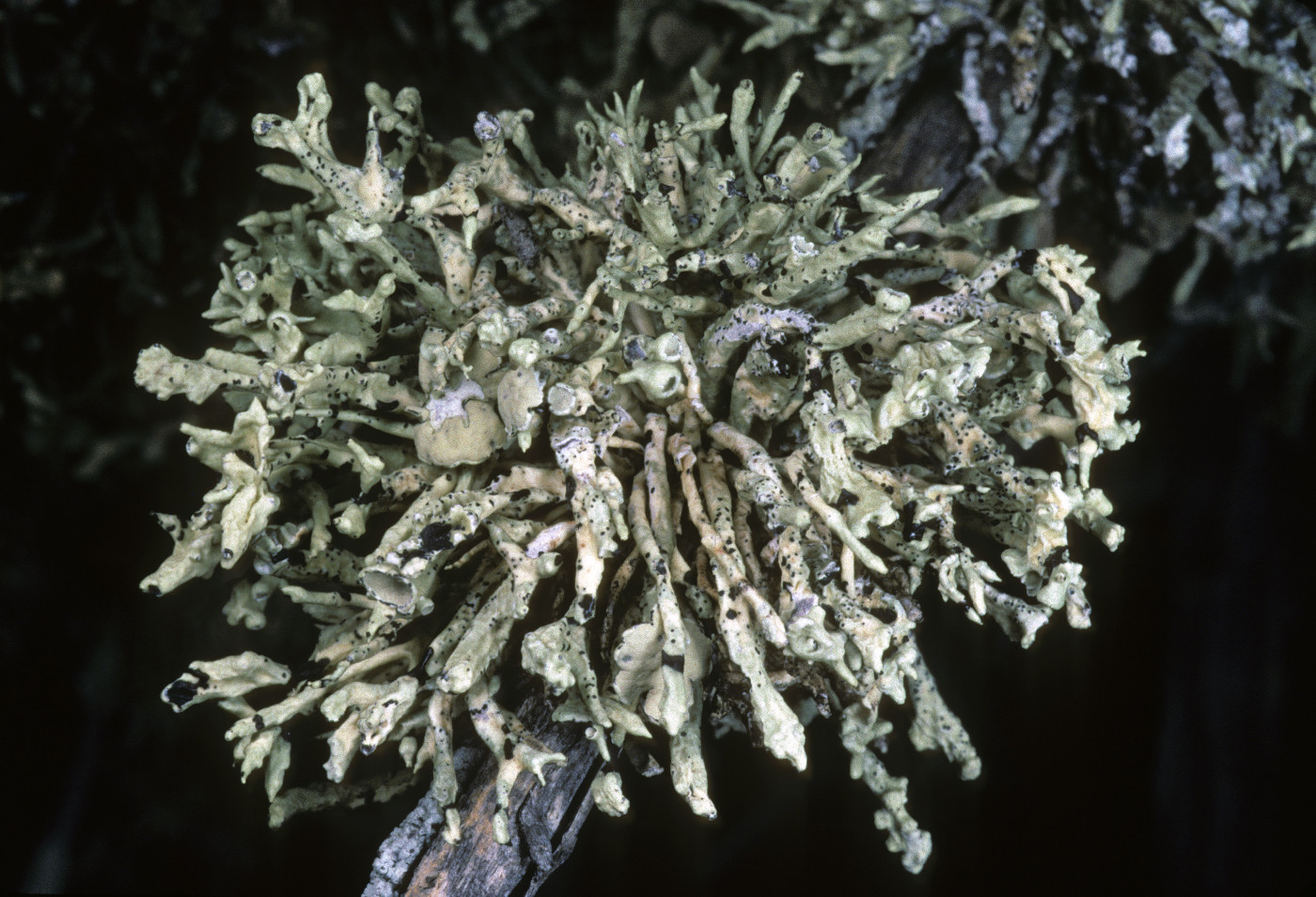 Vermilacinia ceruchis image