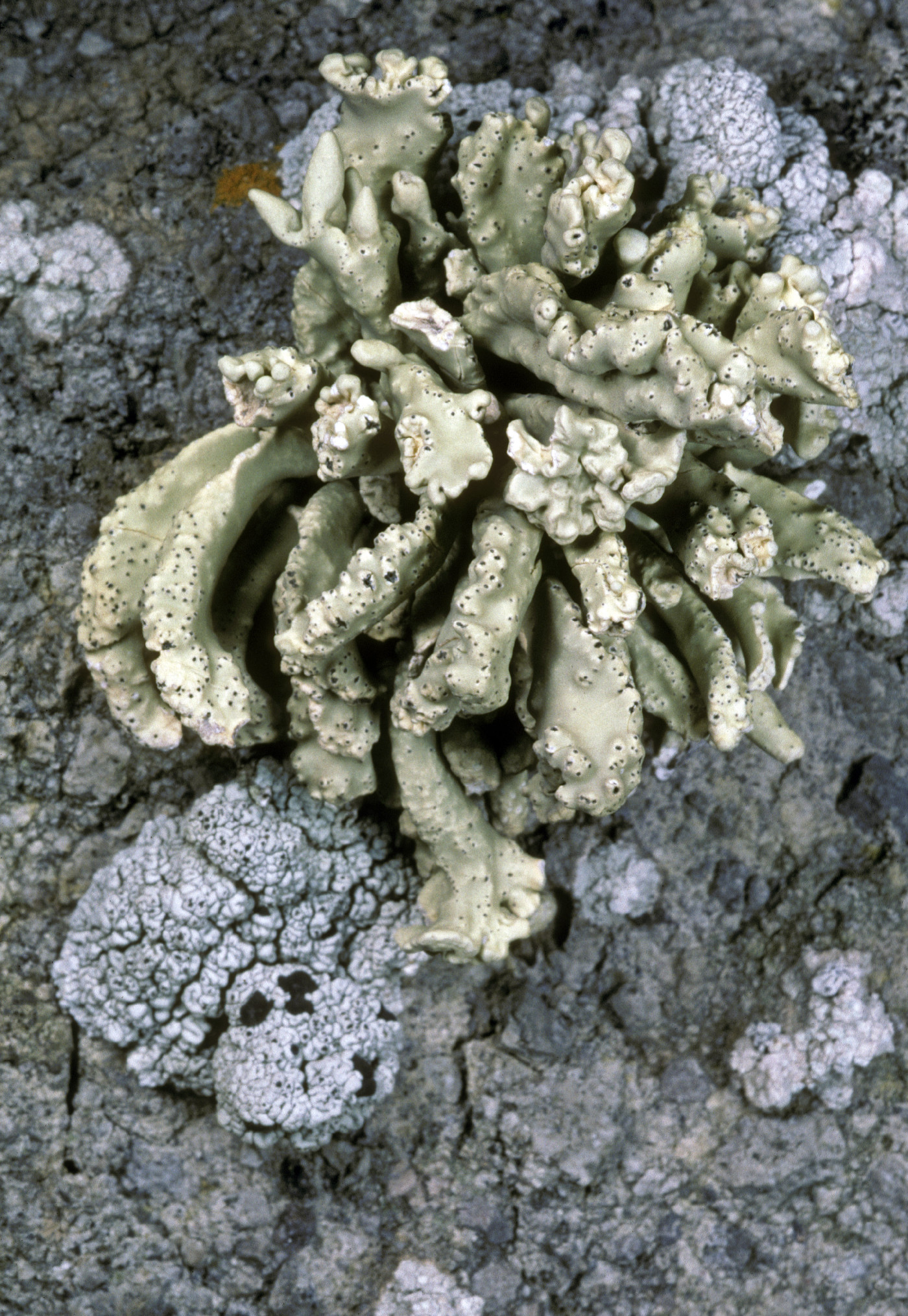 Vermilacinia robusta image
