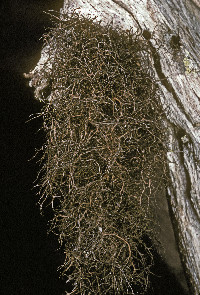 Nodobryoria oregana image