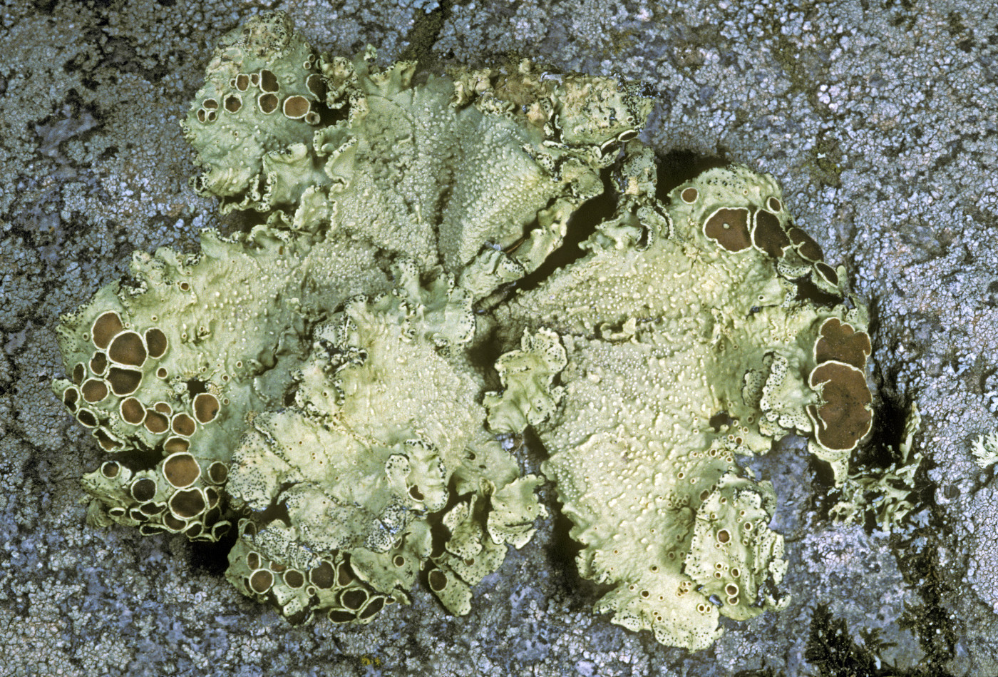 Omphalora arizonica image