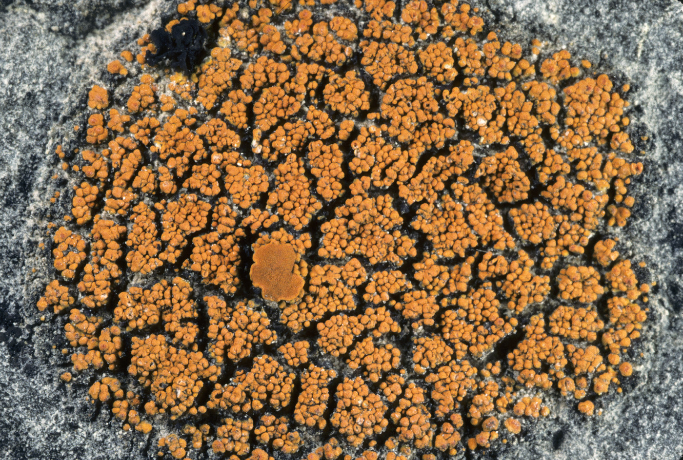 Pachypeltis cladodes image