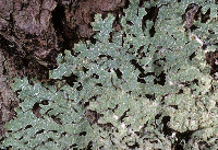 Image of Parmelia pseudosulcata