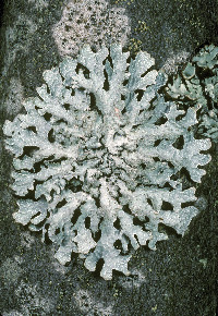 Parmelia sulcata image