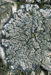 Parmeliella appalachensis image