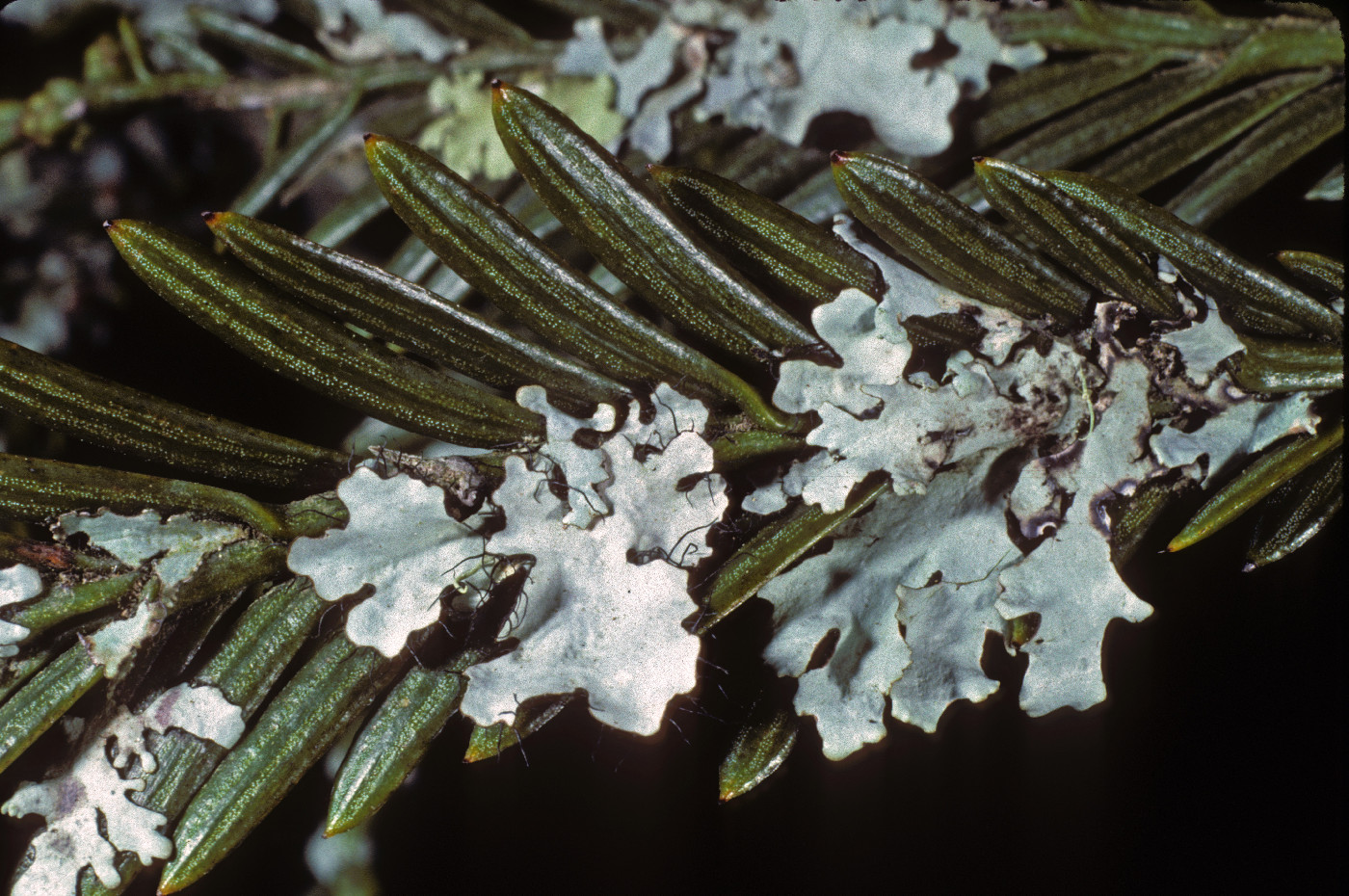 Parmotrema arnoldii image