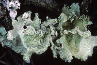 Parmotrema hypoleucinum image