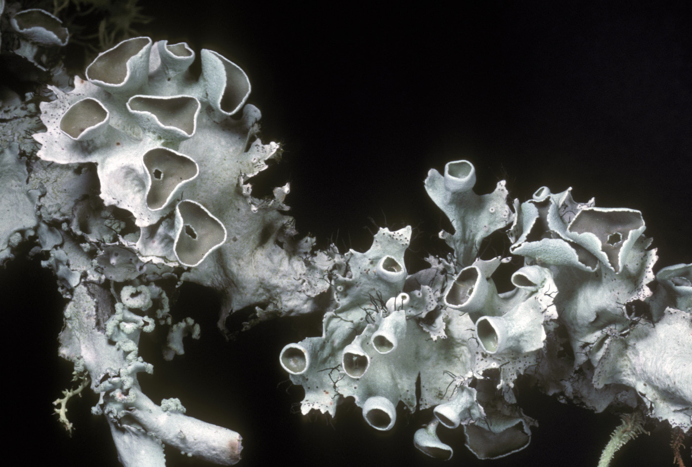 Parmotrema subrigidum image