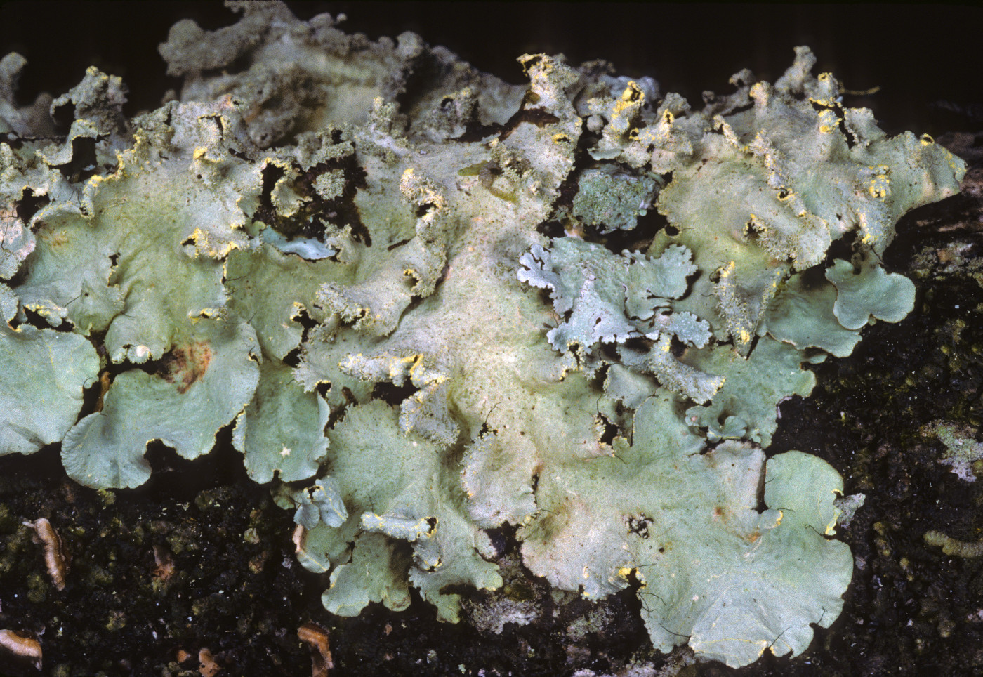 Parmotrema sulphuratum image