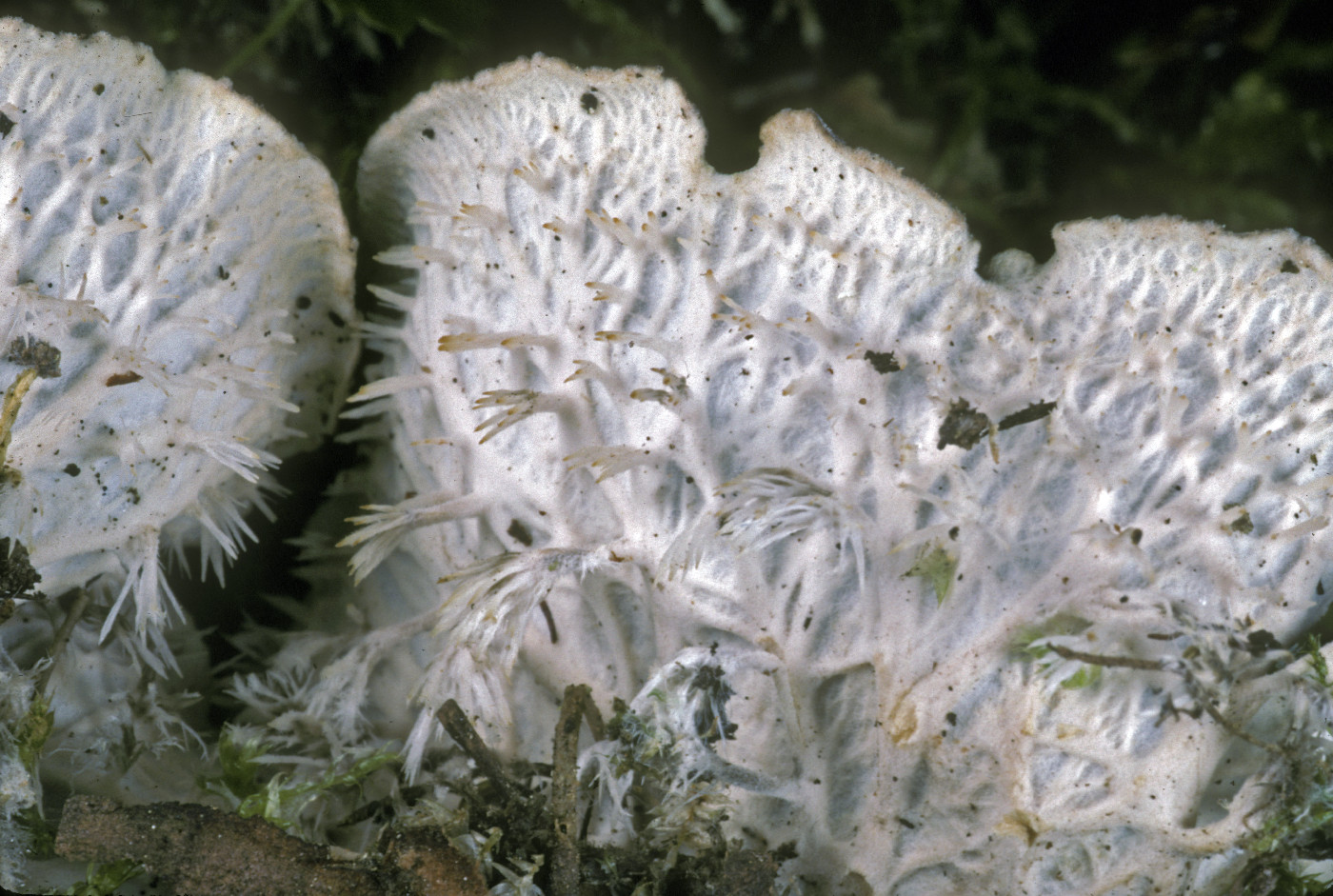 Peltigera canina image