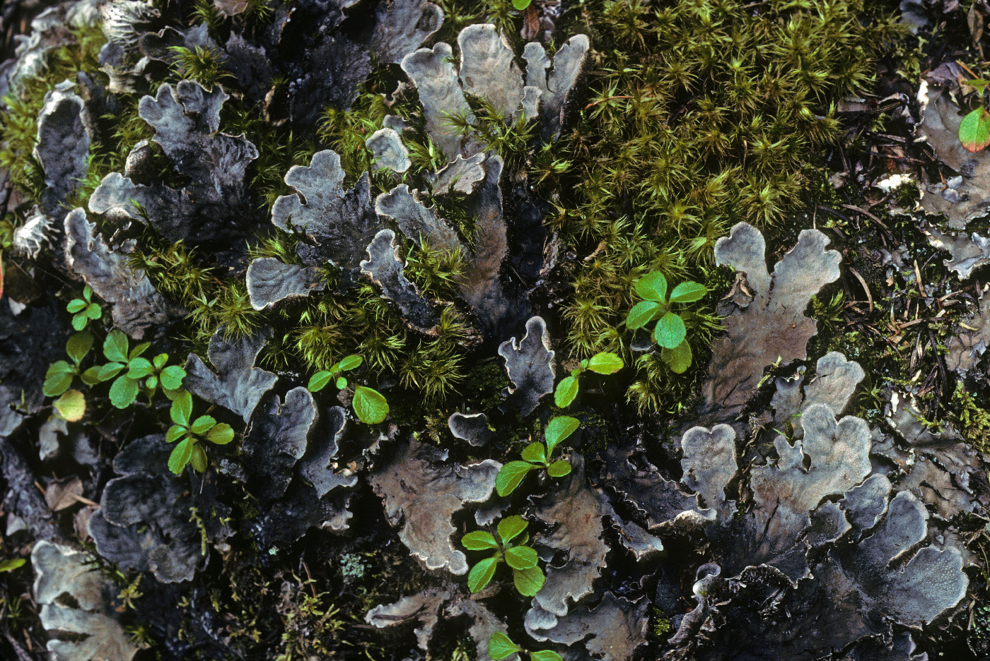 Peltigera canina image