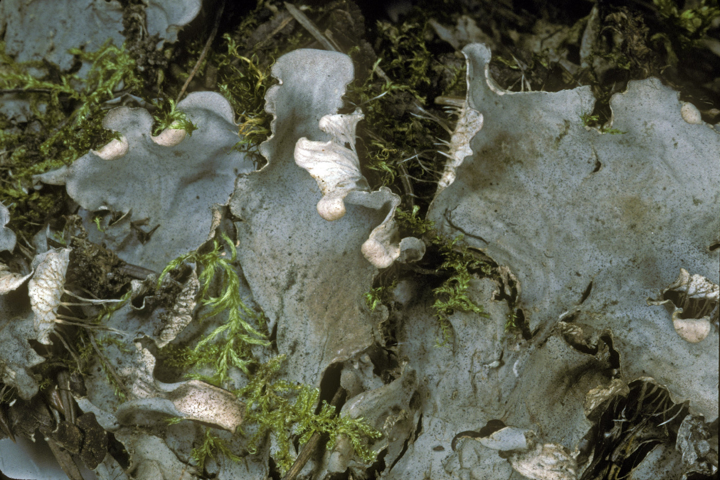 Peltigera cinnamomea image