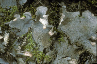 Peltigera cinnamomea image
