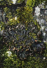 Peltigera collina image