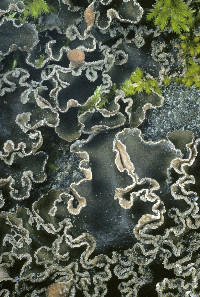 Peltigera collina image