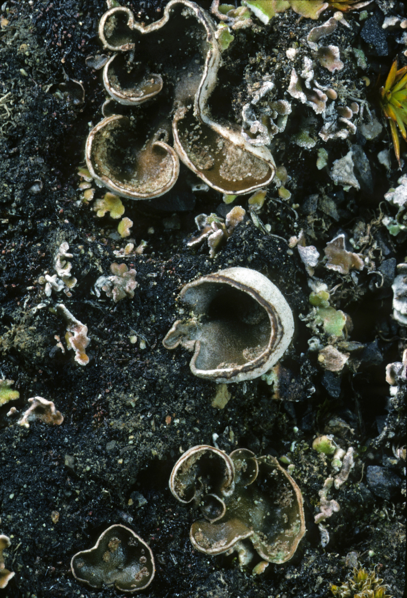 Peltigera didactyla image