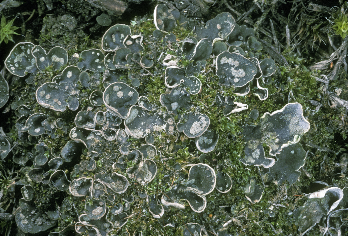 Peltigera didactyla image