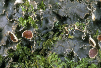 Peltigera elisabethae image