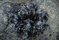 Peltigera hydrothyria var. gowardii image