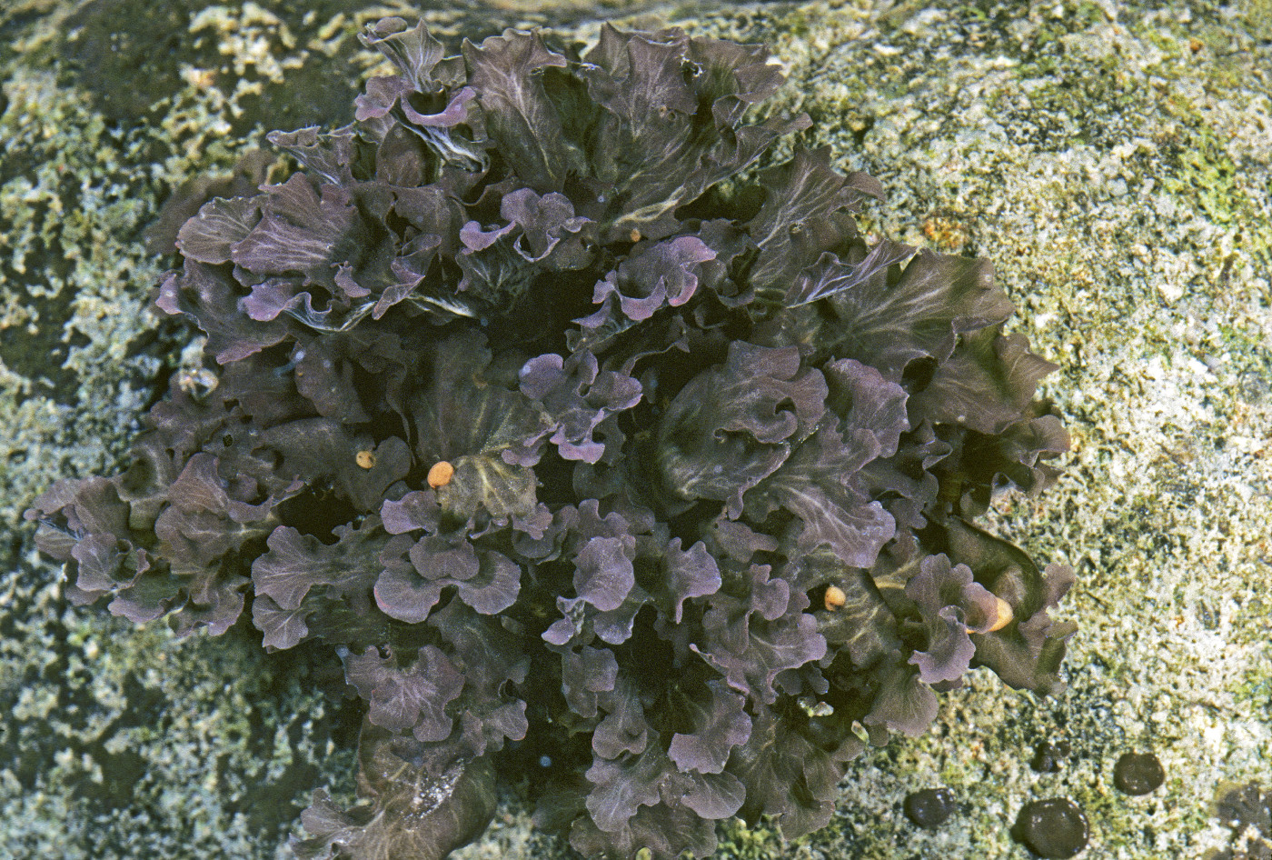 Peltigera hydrothyria image