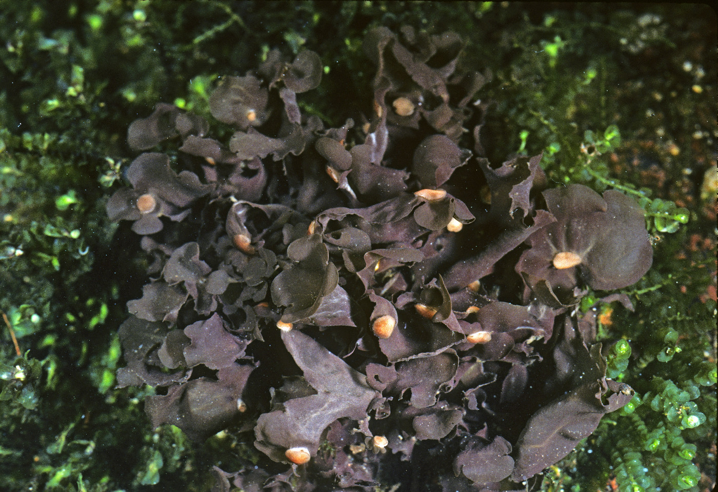 Peltigera hydrothyria image