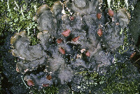 Image of Peltigera horizontalis