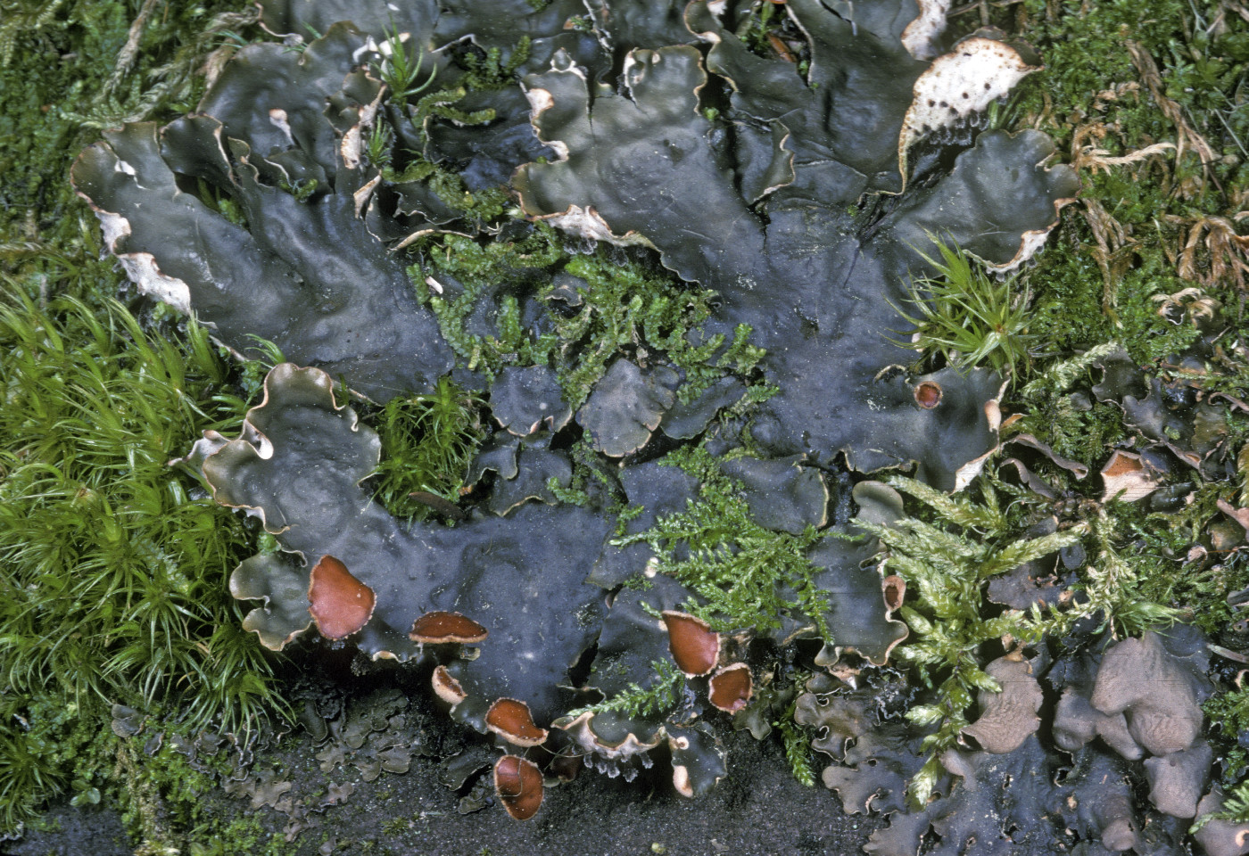 Peltigera horizontalis image