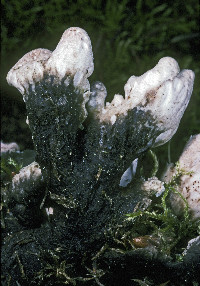 Peltigera malacea image