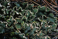 Peltigera malacea image