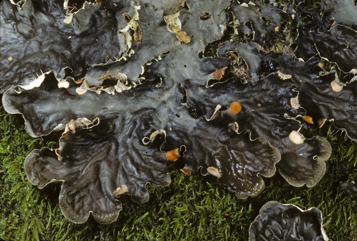 Peltigera membranacea image