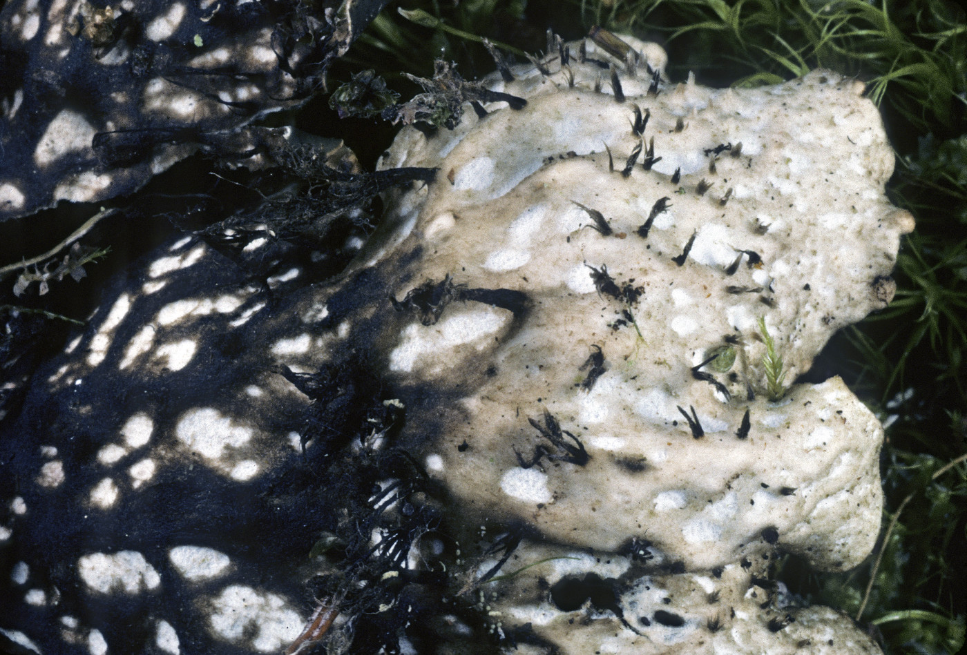 Peltigera neopolydactyla image