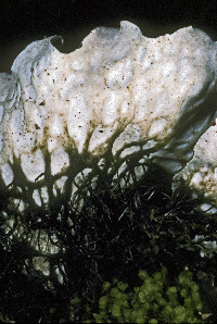 Peltigera neopolydactyla image