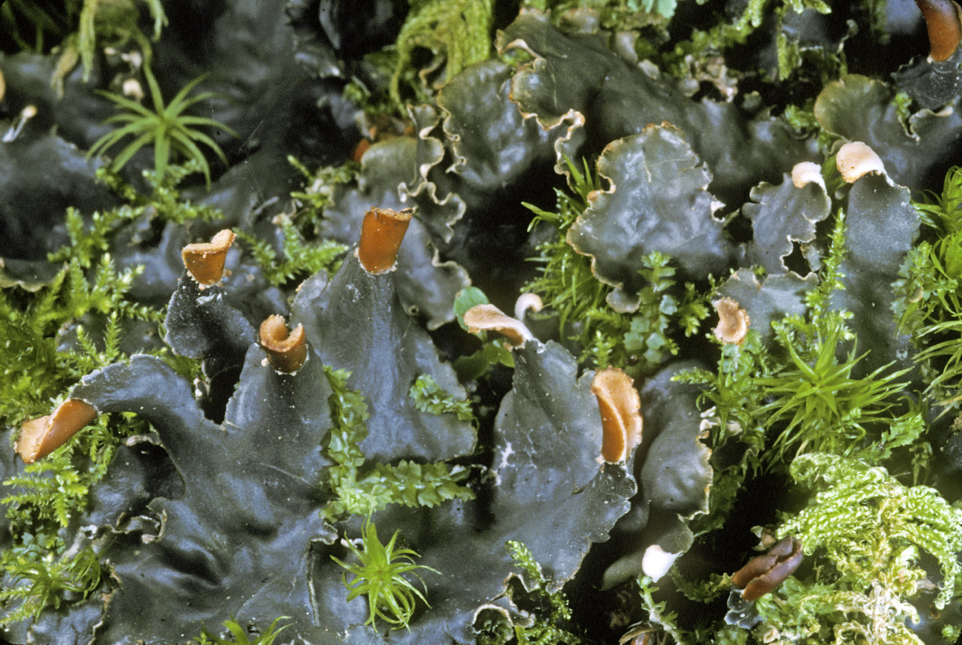 Peltigera polydactylon image