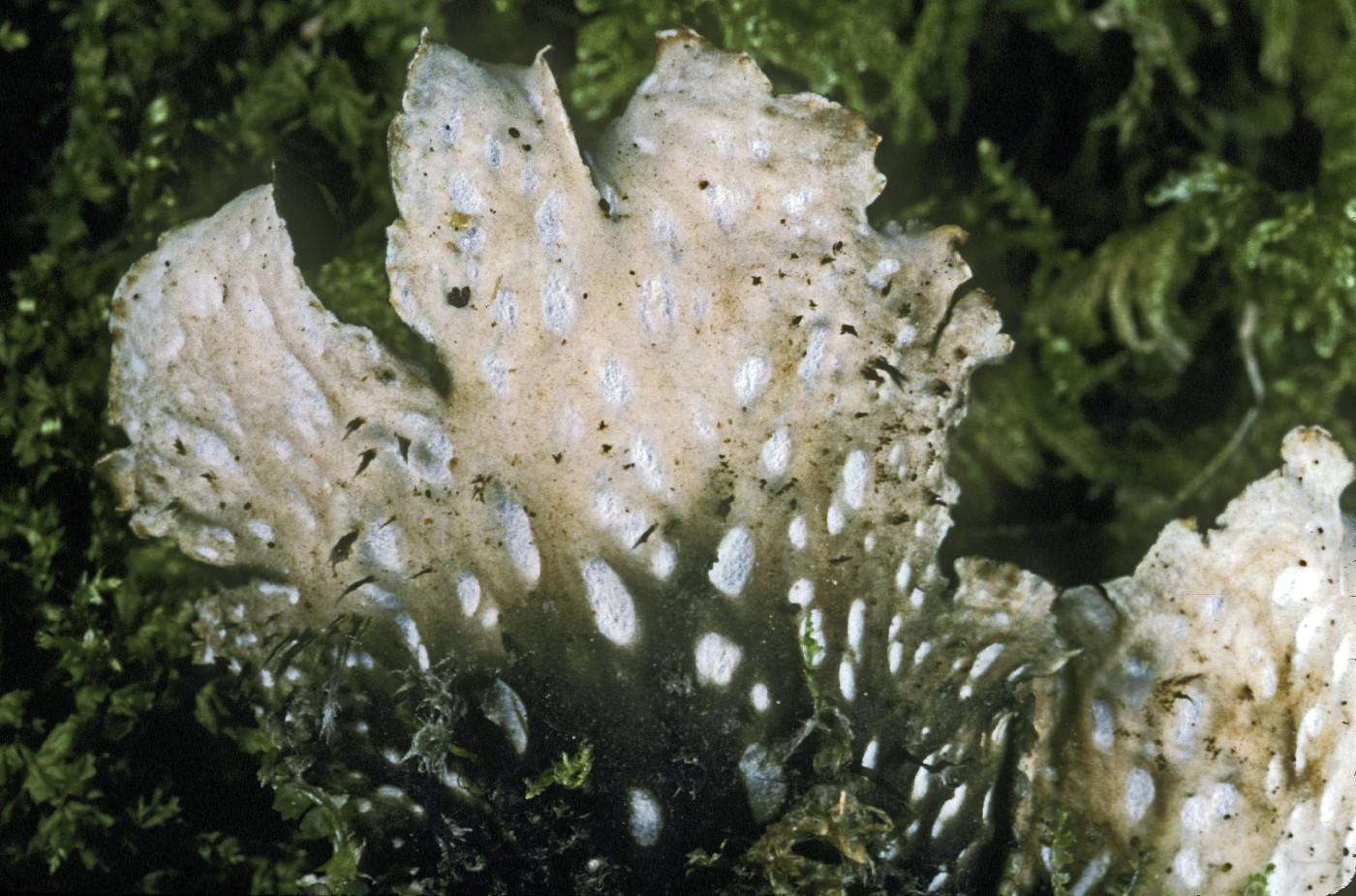 Peltigera polydactylon image