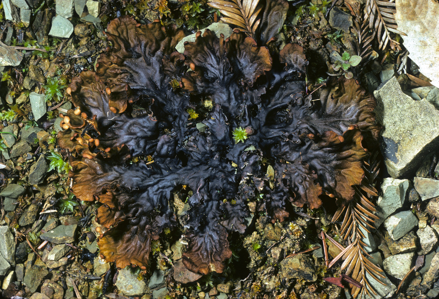 Peltigera ponojensis image