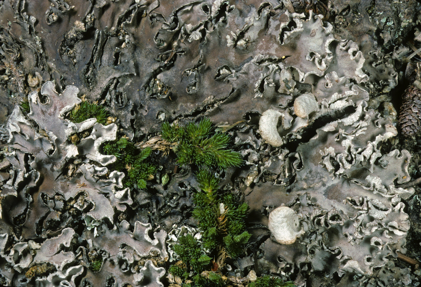 Peltigera rufescens image