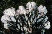 Peltigera rufescens image